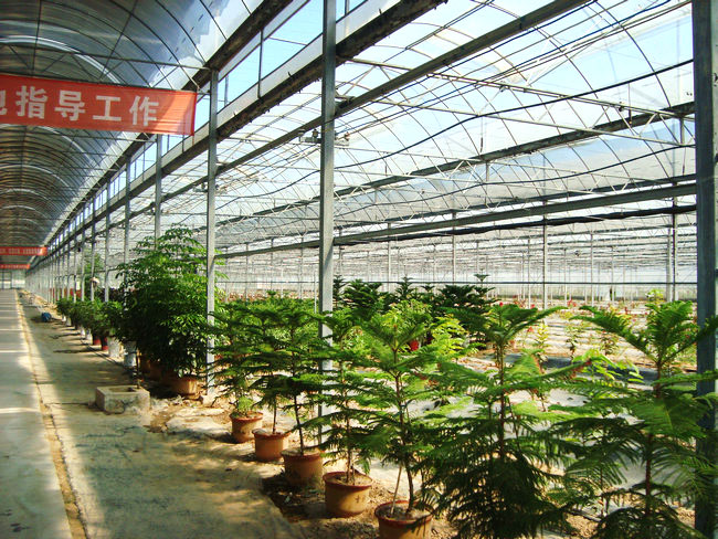 大棚花卉育苗三點注意事項