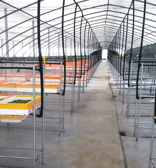 芽苗菜生長(zhǎng)必須的條件有哪些？